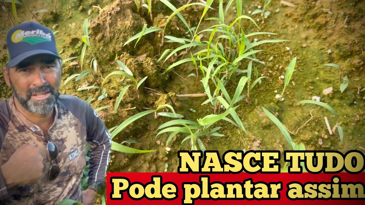 SOBRE-SEMEADURA DE MOMBAÇA | PODE FAZER QUE DA CERTO | SAIBA COMO FAZER E VEJA O RESULTADO
