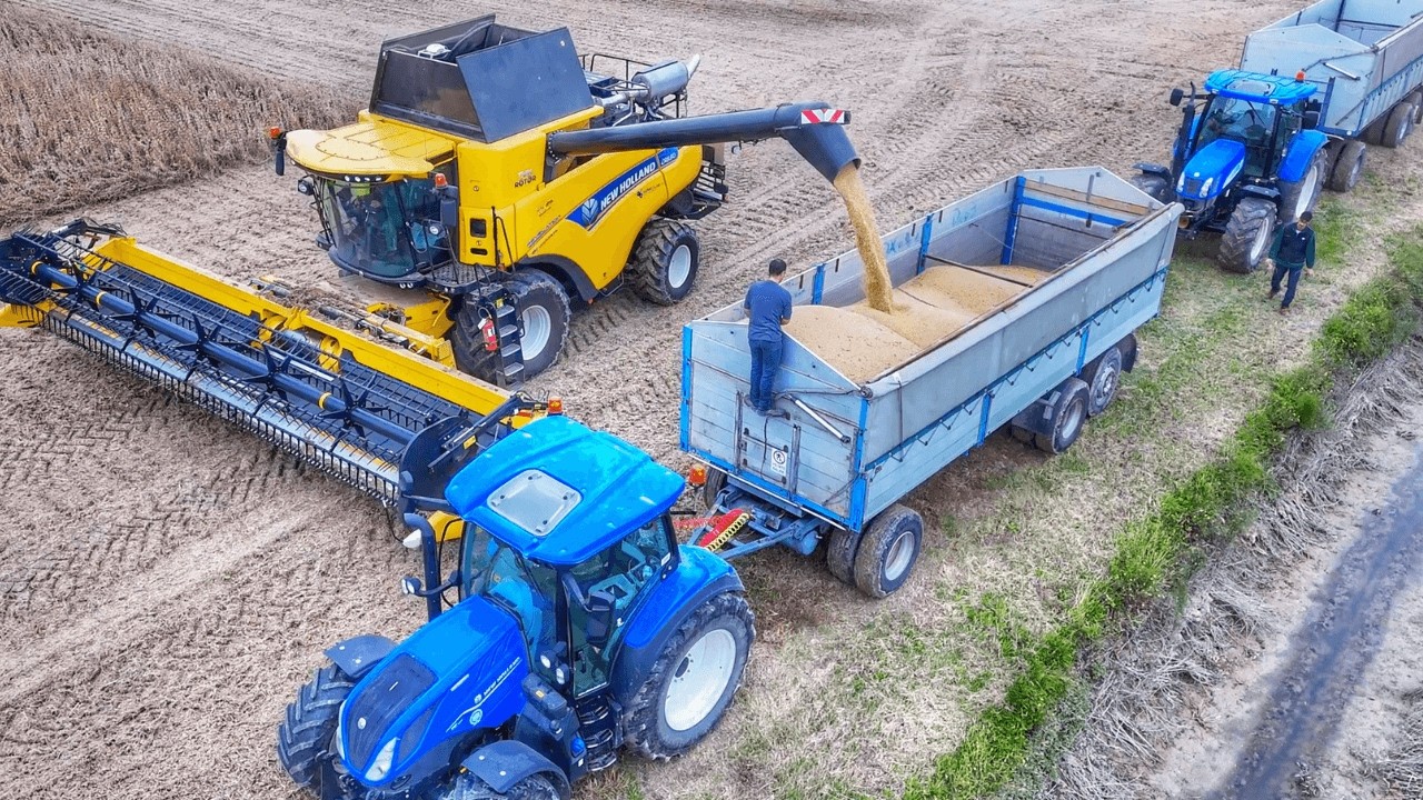 Молотьба 2025 года с использованием двух комбайнов New Holland.