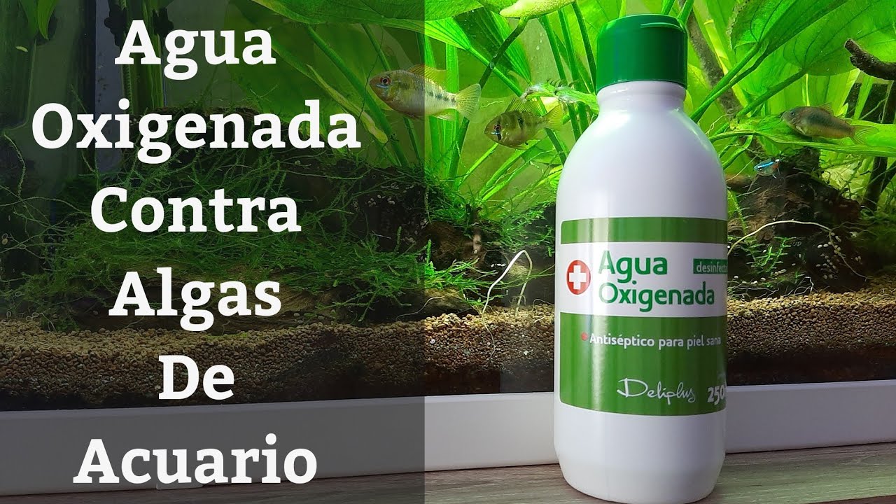 🔵 Agua Oxigenada Para El Acuario Para Eliminar Algas (Acuarios MB)