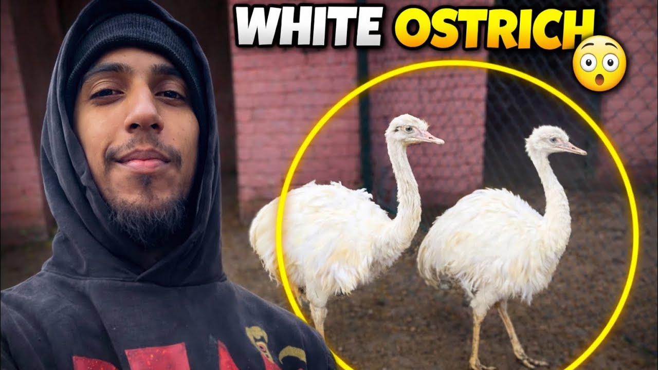 Amazing! Aaj Zoo Mein Do Naye White Chitra Murgh Aaye 🦚🤍