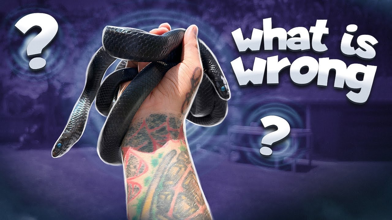 Something very strange on my Indigo Snake
