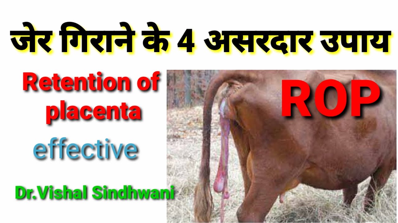 गाय भैंस की जेर निकालने का इलाज|Treatment of retention of placenta in dairy animals in hindi [ROP]