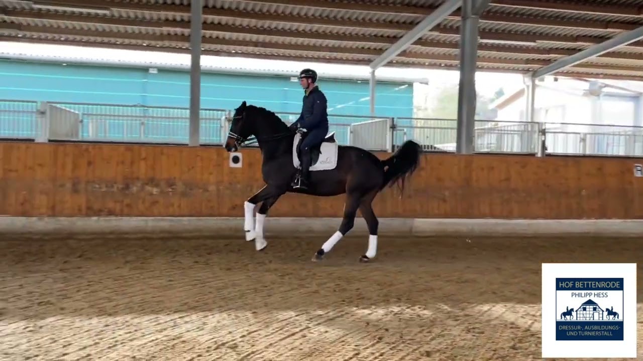 Mike - Verkaufspferde Hof Bettenrode