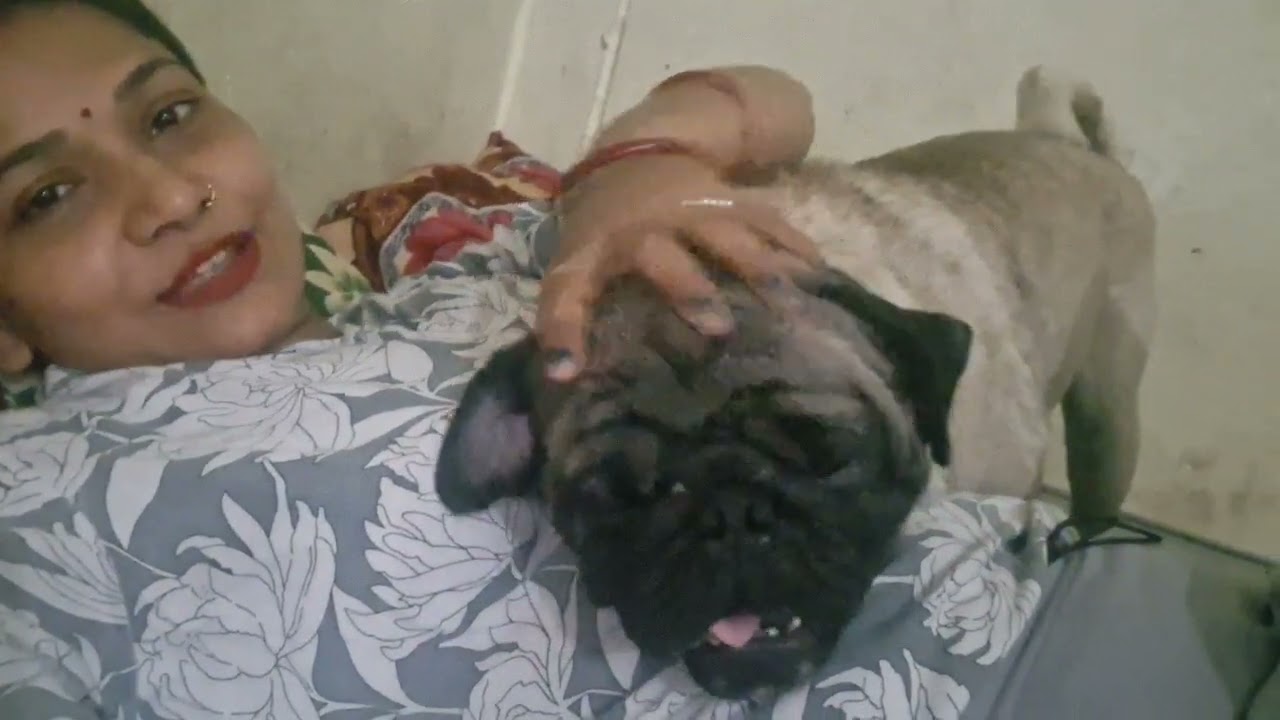 My cute dog my son🥰  viral vlog @shortvideostatuswithsheetal.         #vlog #viralblogvideo