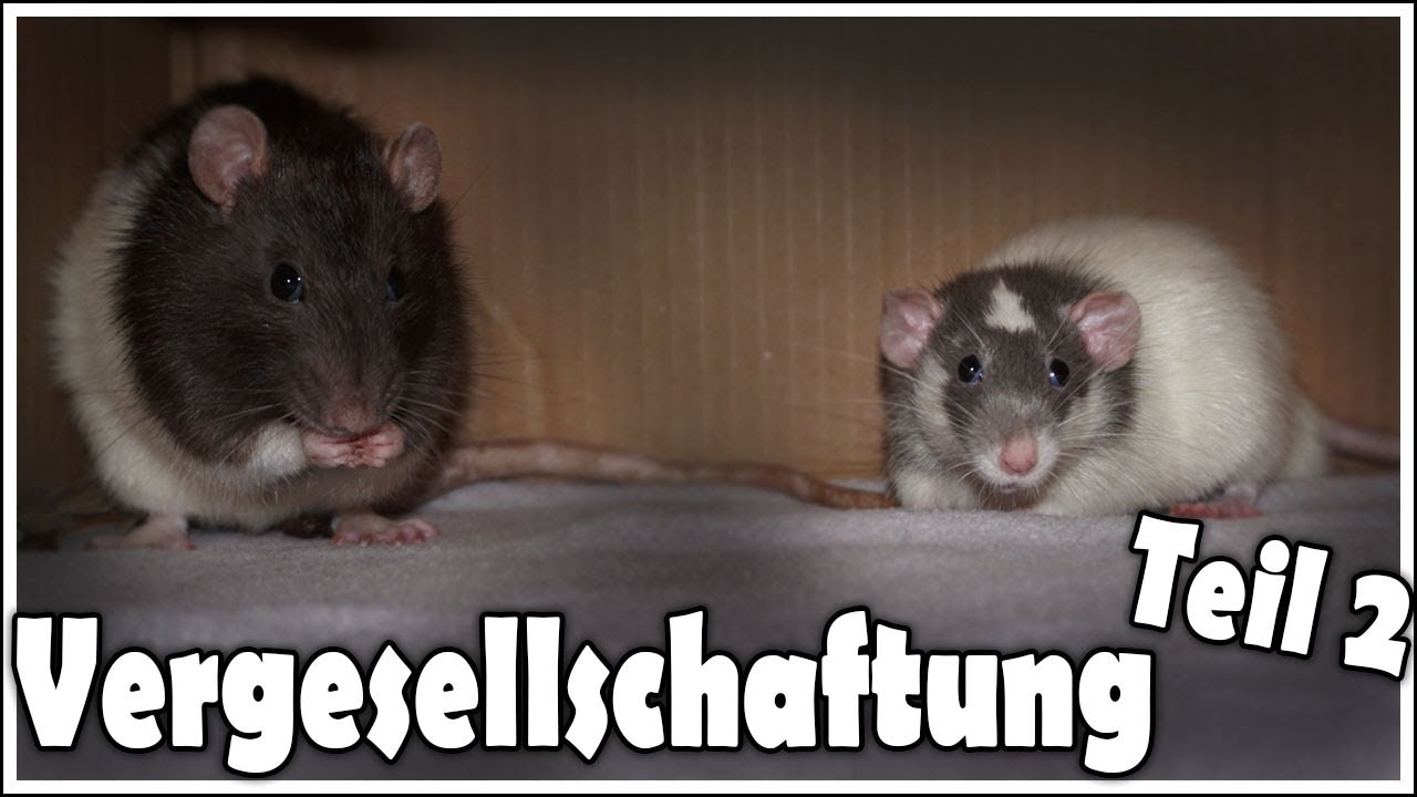 Ratten Vergesellschaftung Teil 2 | Tag 4-7 neutraler großer Raum, der Auslauf und Rattenkäfig