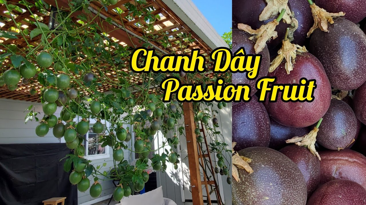 B&iacute; quyết trồng chanh d&acirc;y(passion fruit) được nhiều tr&aacute;i ở Mỹ