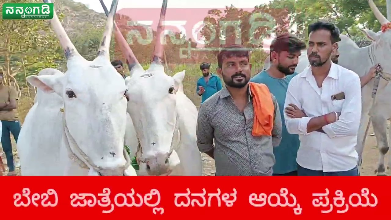 ಬೇಬಿ ಜಾತ್ರೆಯಲ್ಲಿ ದನಗಳ ಆಯ್ಕೆ ಪ್ರಕ್ರಿಯೆ