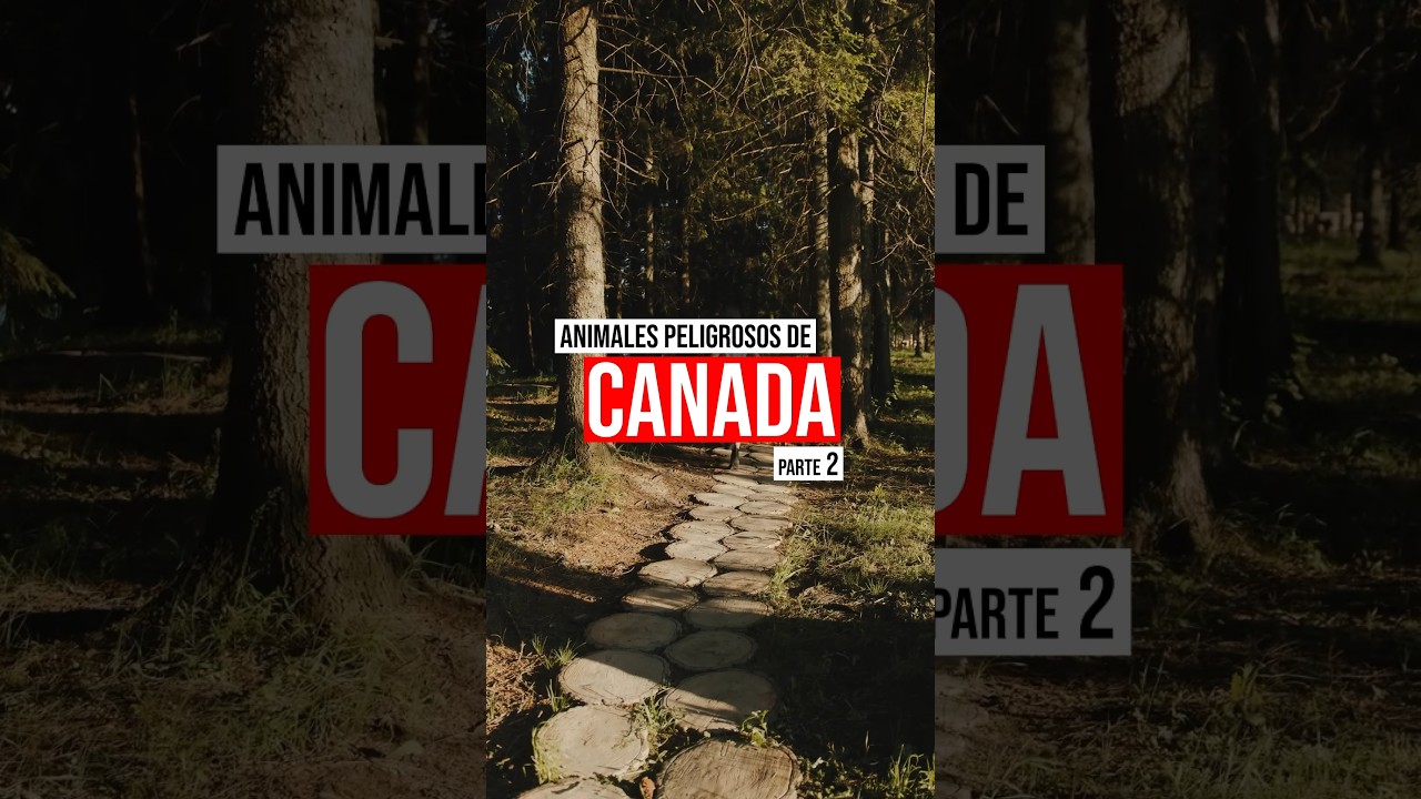 Descubre los animales m&aacute;s peligrosos de Canad&aacute; 🐃🐆 #latinosencanad&aacute;  #AnimalesPeligrosos #Canada