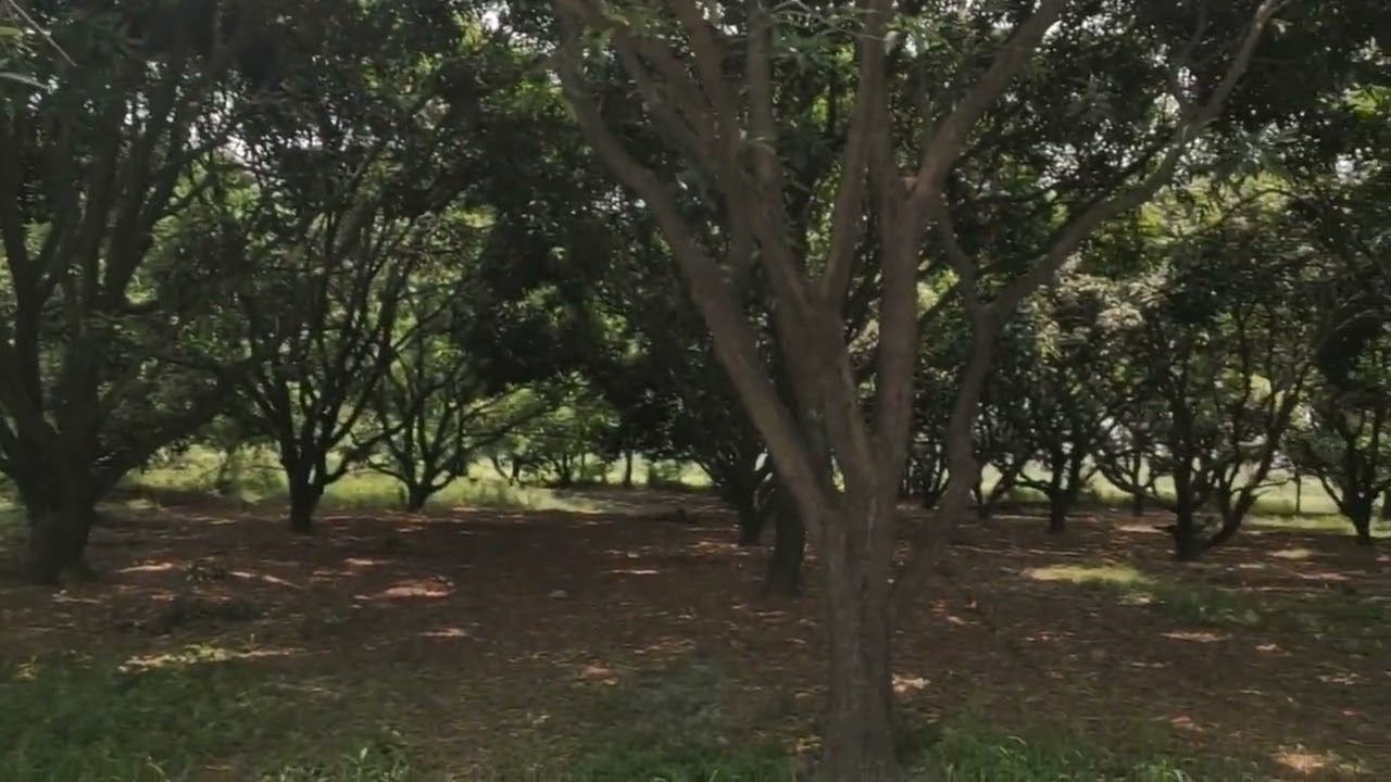 Darkness In The Day In 21 June 2020 Due To Solar Eclipse #solareclipse #21june2020 #trendingshorts