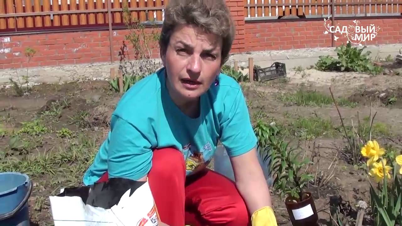 Как сажать лилии весной. Сайт 