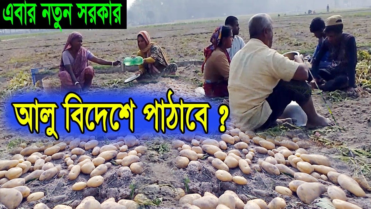 কৃষক আলু নিয়ে বিপাকে কৃষকের হা- হা কার।লাল আলু চাষ । গোল আলু চাষ ।কৃষকের কথা। আলু চাষ পদ্ধতি
