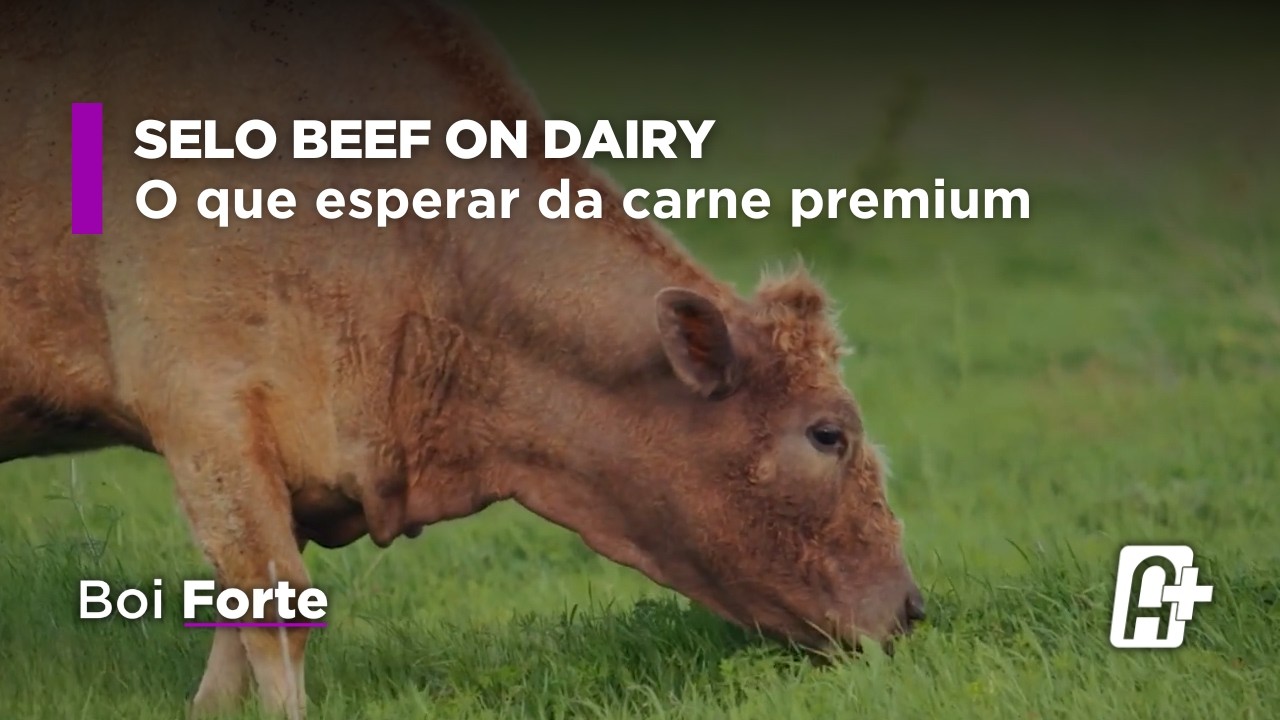 Beef on Dairy: o selo que vai qualificar a carne premium | Mateus Pivato (Angus) | Boi Forte