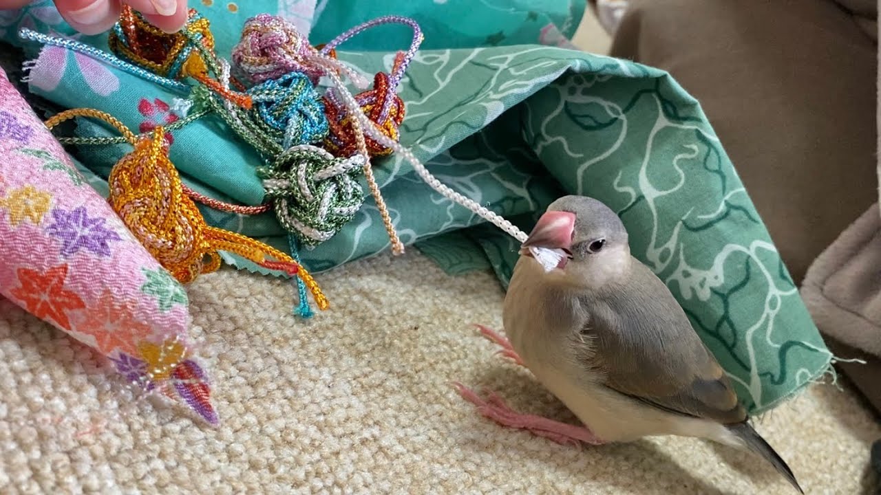 遊ぶのが大好きな文鳥の中雛