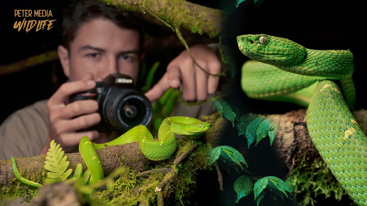 Fotografía MACRO a una serpiente VENENOSA 🤯 Lora venenosa 🐍