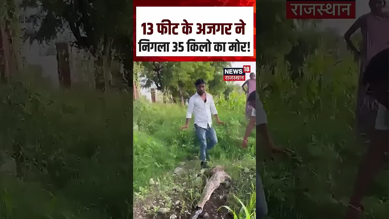 Pali Python Rescue: मोर निगलकर बेसुध हुआ अजगर, Video Viral! | N18S | Shorts