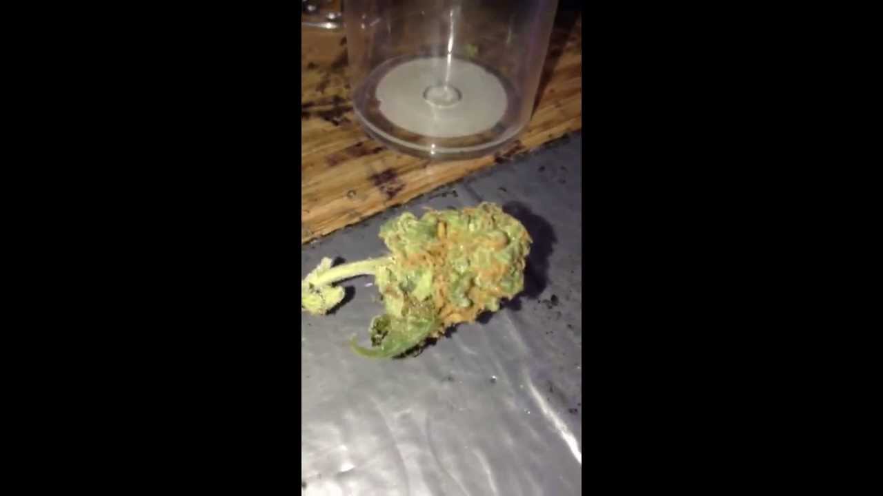 video response to theguythatcouldfly indica vs sativa