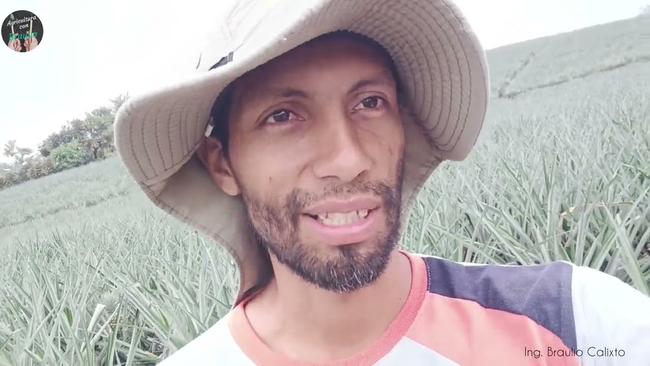 Cómo obtener semillas de PIÑA para Sembrar en CASA 🏠 agricultura familiar