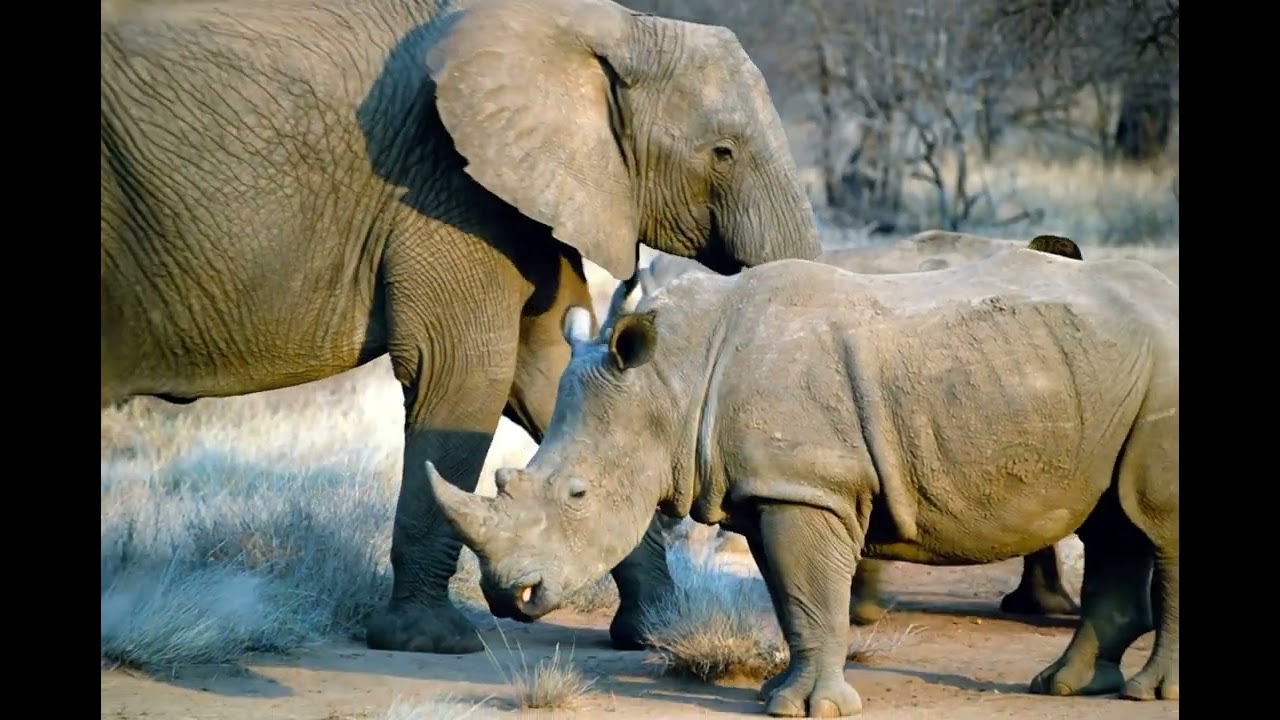 RHINO GIVING WAY TO ELEPHANTS
