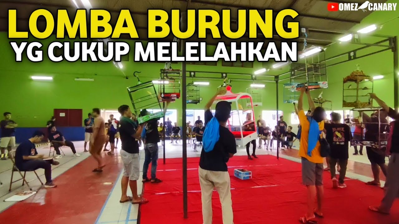 Lomba kenari paling lama ini⁉️Datang pagi pulang malam tapi mantap