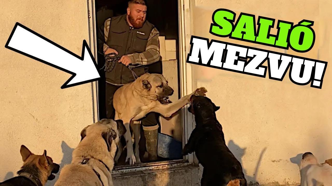 ¡El Kangal Asya y la Rottweiler Marla se volvieron enemigos!