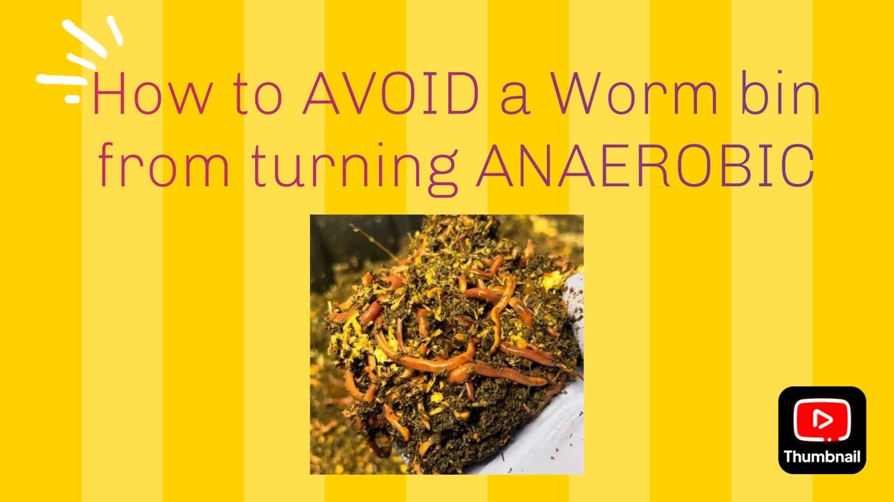 How to AVOID a composting worm bin from going ANEROBIC, learn from my mistake.