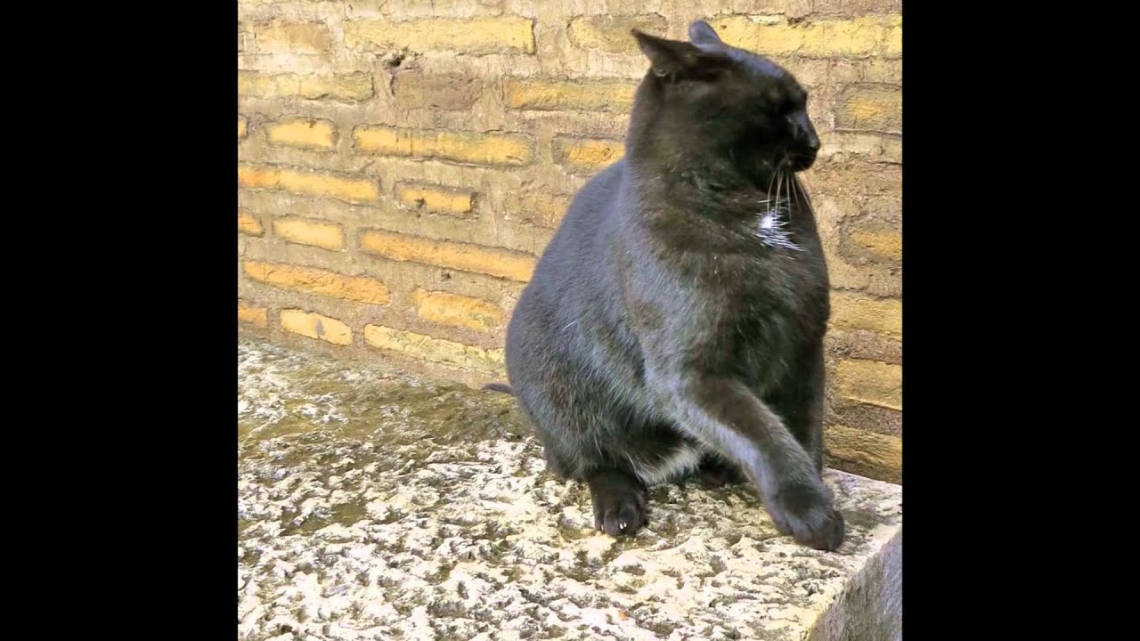 Rita Pavone - I gatti di Roma, 1964