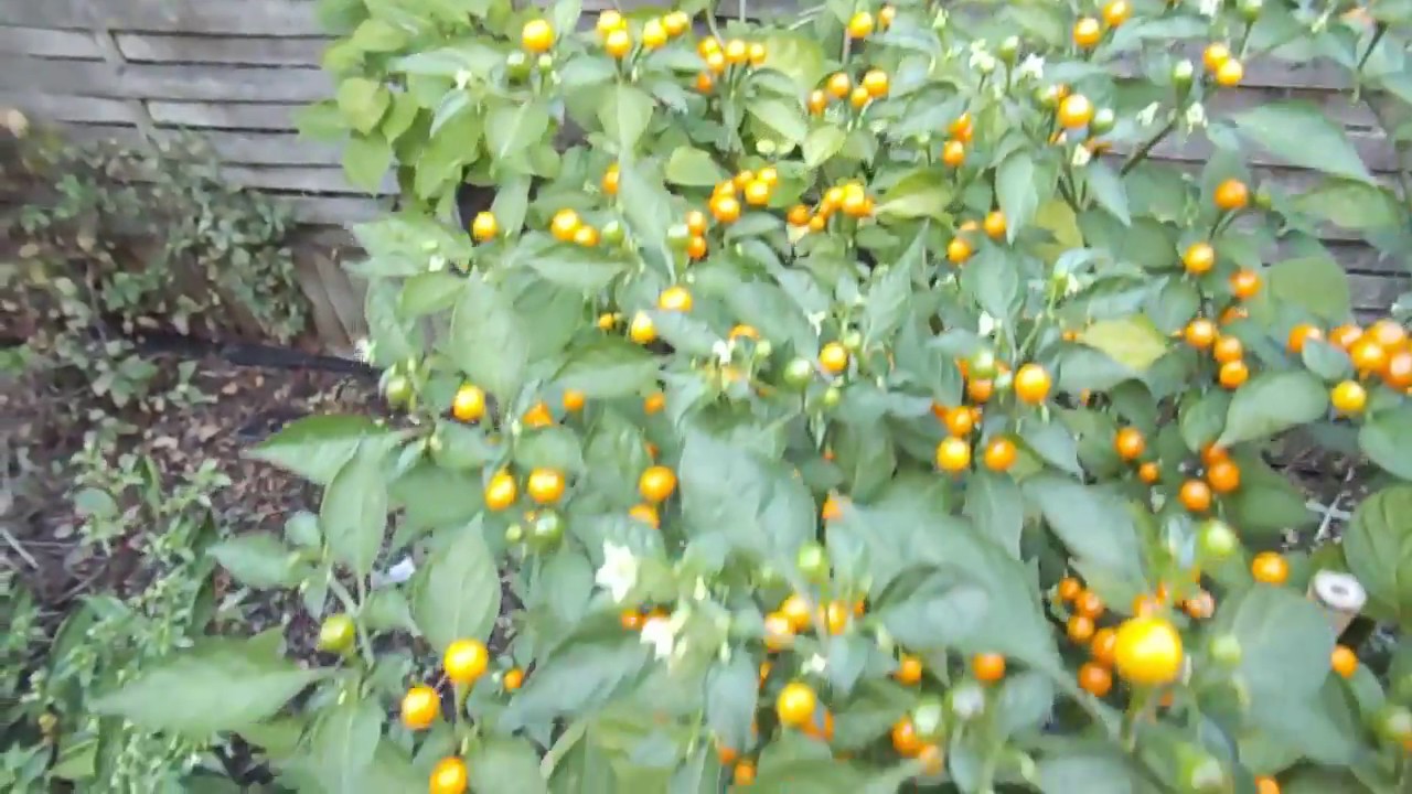 Aji Charapita 3