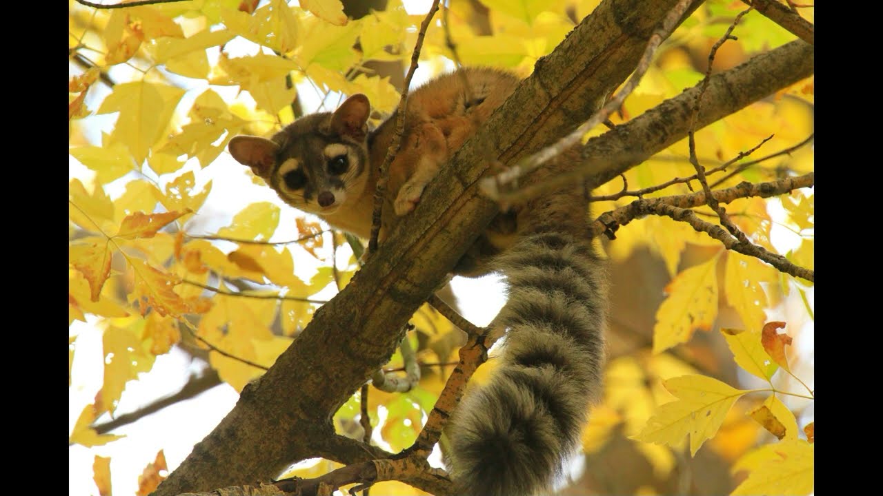 Ringtail Cat footage!  Mysterious secretive nocturnal Shelter Cave creatures in Utah
