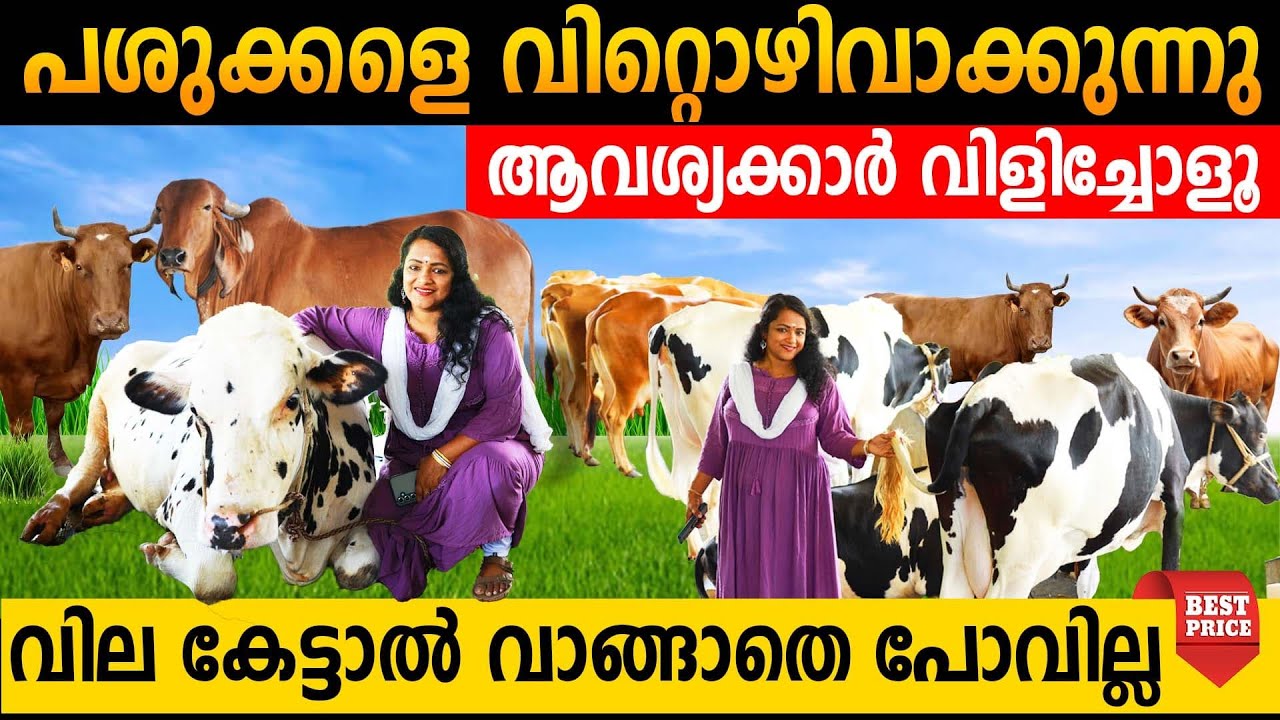 കൃഷ്ണഗിരി പശുക്കളെ വിറ്റൊഴിവാക്കുന്നു | ആവശ്യക്കാർ വിളിച്ചോളൂ | krishnagiri cow sale kerala