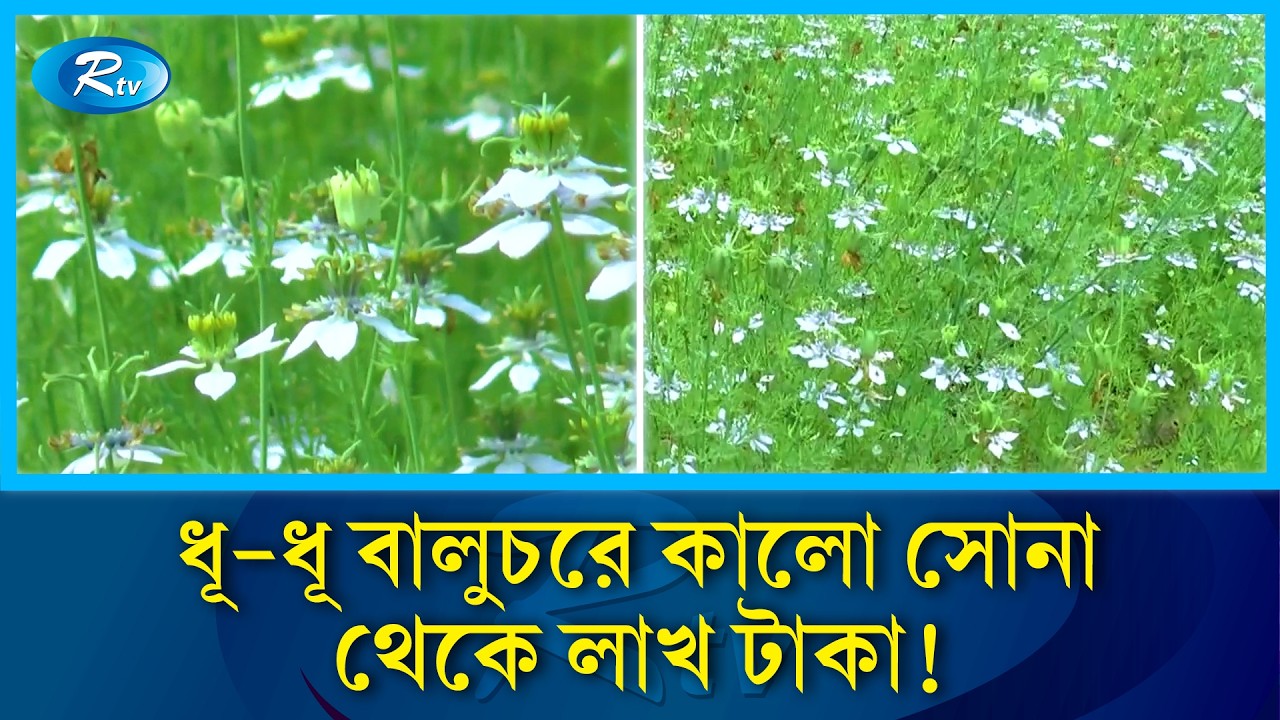 চরে ধানের জায়গায় কালো জিরা, আয় হাজার থেকে লাখ টাকা | Black Seed Farming | Kalojira Cultivation| Rtv