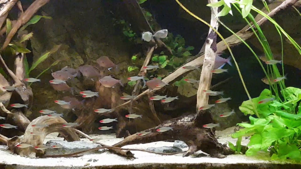 Rummy nose tetra (Hemigrammus bleheri)