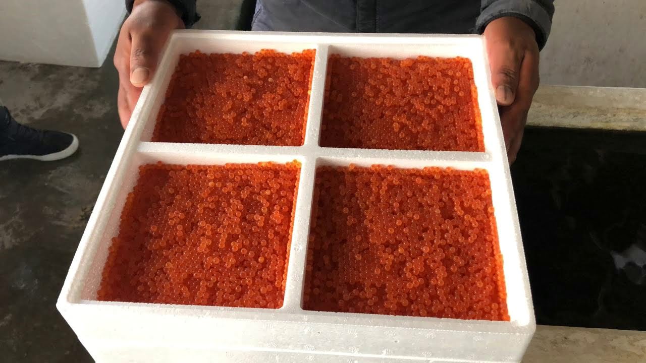 Ovas de trucha - aclimatacion