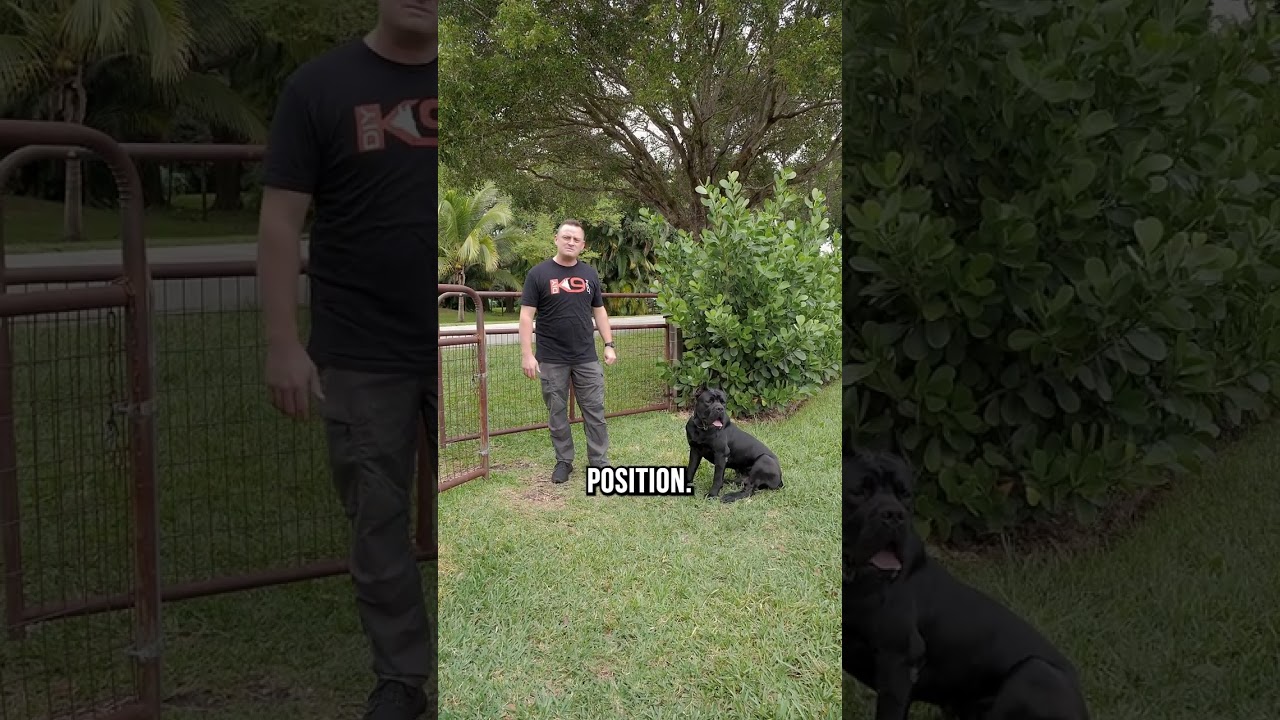 Greeting a New Dog 101