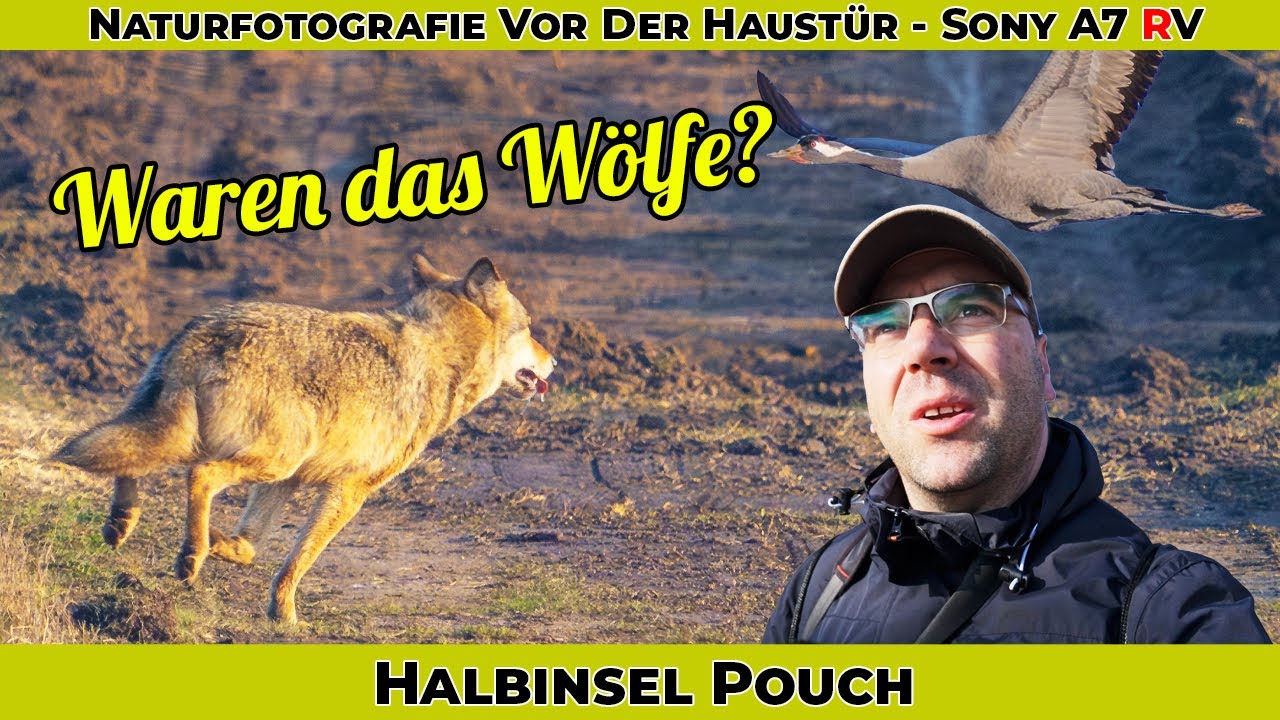 Waren das Wölfe? Naturfotografie vor der Haustür - Halbinsel Pouch - Sony A7 RV - Sony A6700