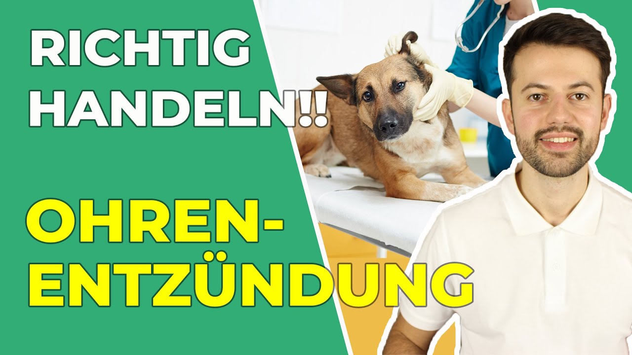 Ohrenentzündung bei Hund und Katze: erkennen, richtig handeln und vorbeugen!