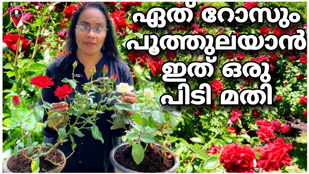 റോസിന് ഇത് ഒഴിച്ച് കൊടുത്തു നോക്കൂ കാട് പിടിച്ച് റോസ് വിരിയും | Rose garden growth and makeover tips