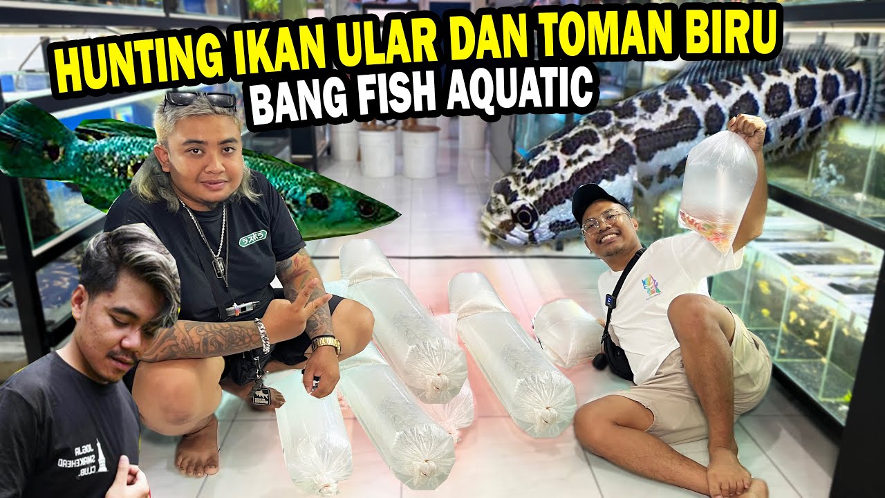 BUNGKUS!!  CHANNA MOTIF ULAR (ARGUS) DAN CHANNA PLEURO DI BANG FISH AQUATIC BOYOLALI