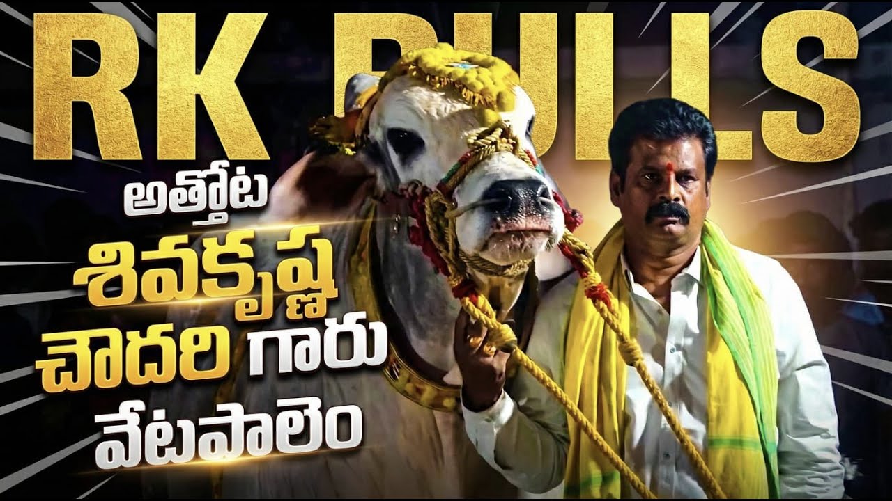 🚩6/2/2026నాదెండ్ల సీనియర్స్ 7జత  అత్తోట శిరీష చౌదరి గారు శివకృష్ణ చౌదరి గారు లయన్ నరసింహ గిత్తలు