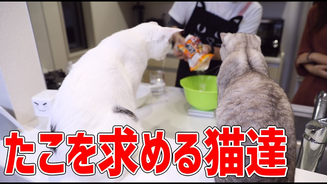 たこ焼きを家で作ったら猫ホイホイになってしまった件