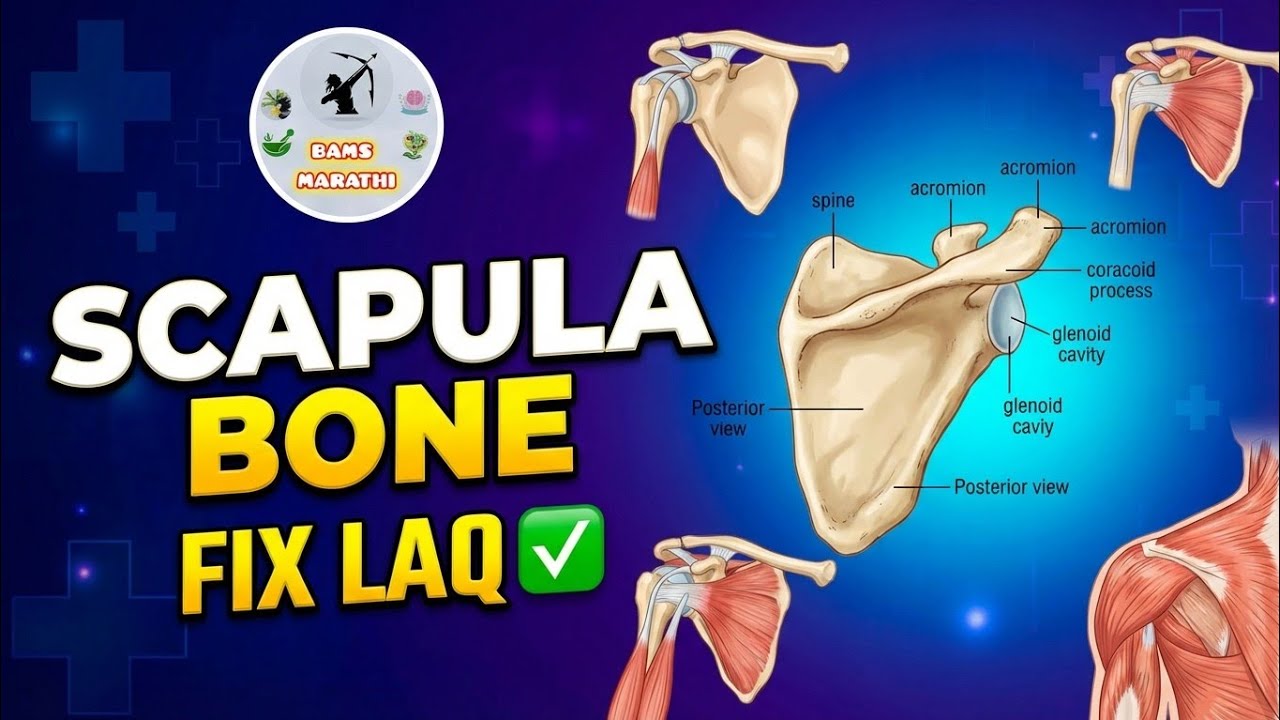 Scapula bone ✅ | scapula bone one shot 🔥| Imp LAQ | Target Bams university exam 🎯 | Bams Marathi 😍