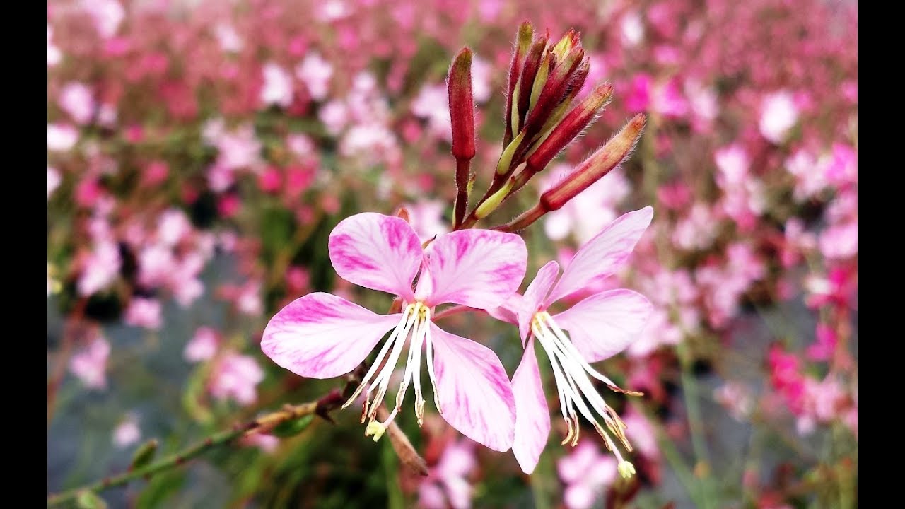 Best Perennials - Gaura 'Pink Fountain' (Wand Flower)
