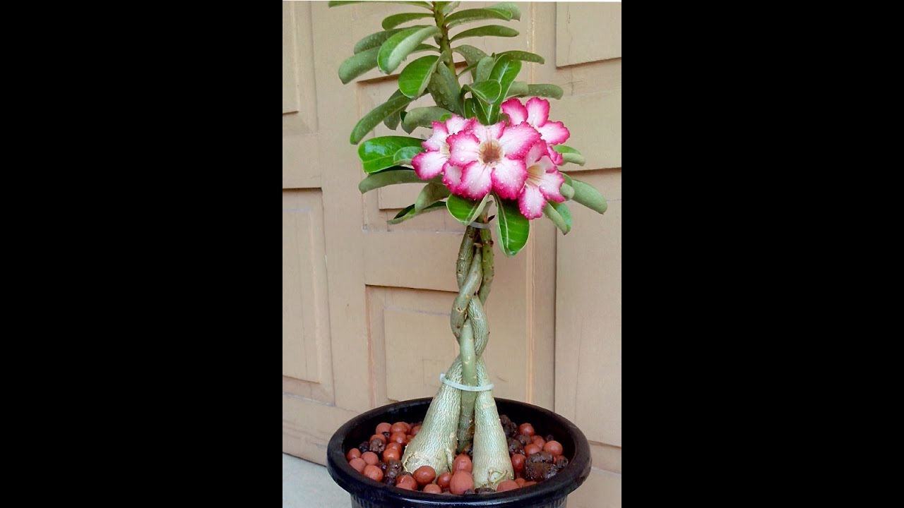 HOW TO GIVE  DESERT ROSE ( ADENIUM) NICE LOOK BY TWISTING METHOD