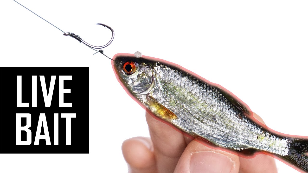 How to tie live bait ledger rig for big fish?