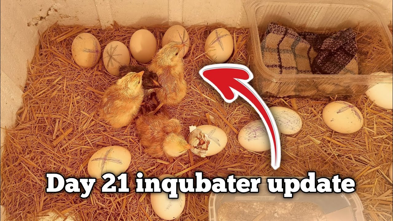 Day 21: Incubator Se Chooze Nikal Aaye! 😍🐣 (Hatching Result)