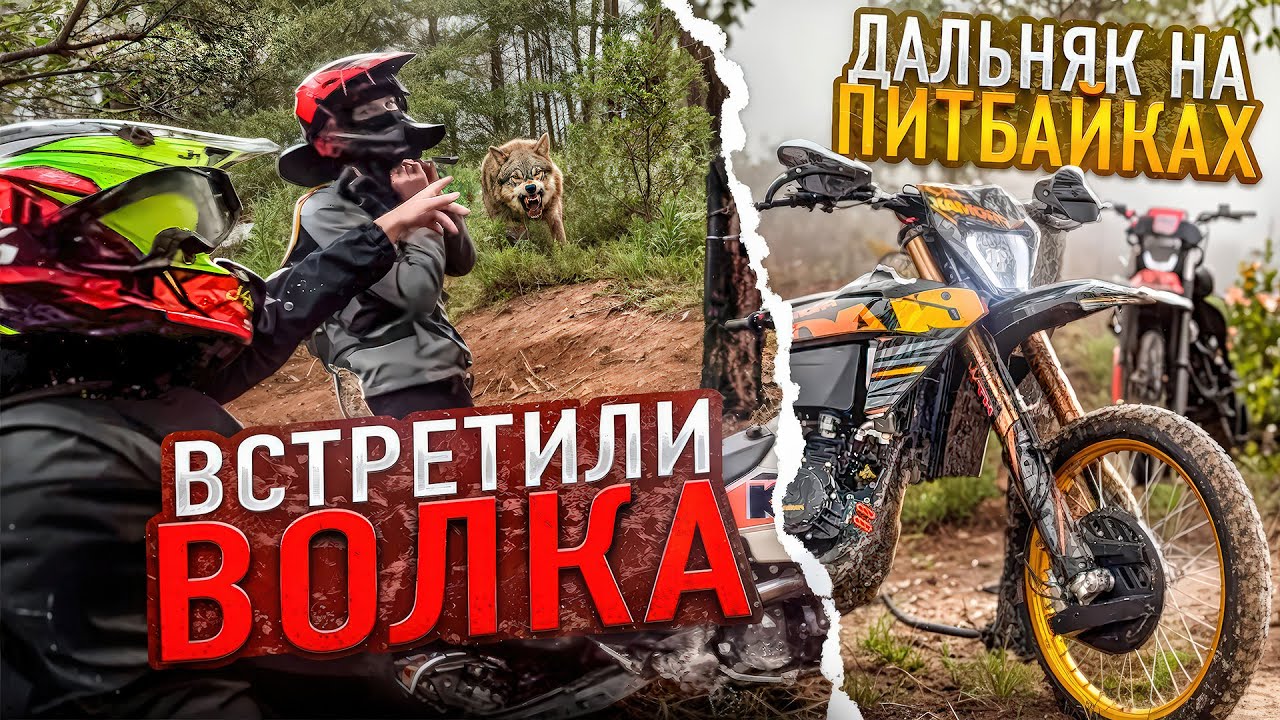 ДАЛЬНЯК 100КМ С ДРУЗЬЯМИ НА ПИТБАЙКАХ! ВСТРЕТИЛИ ВОЛКА В ЛЕСУ НА PROMAX NB300!