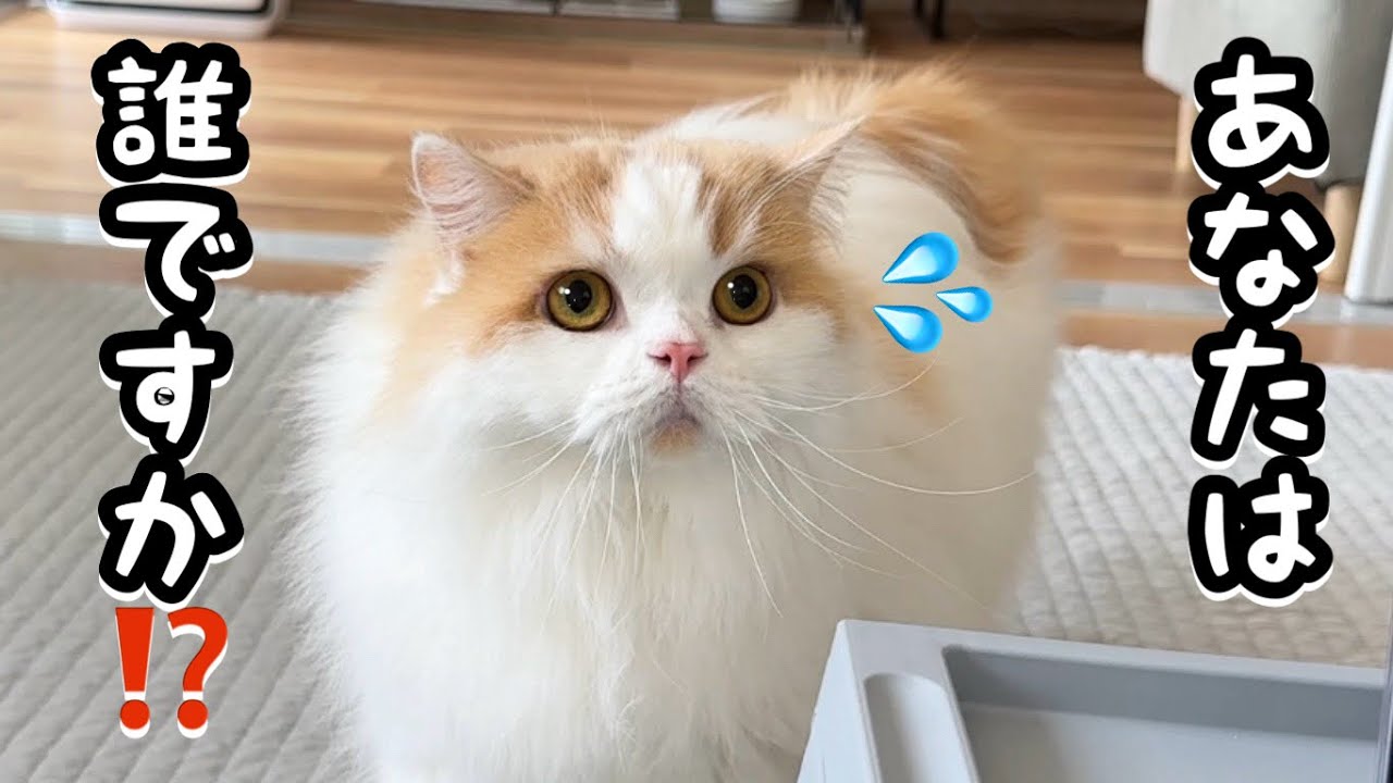 知らない人がいきなり来て人見知り猫がかわいすぎる行動にでました！