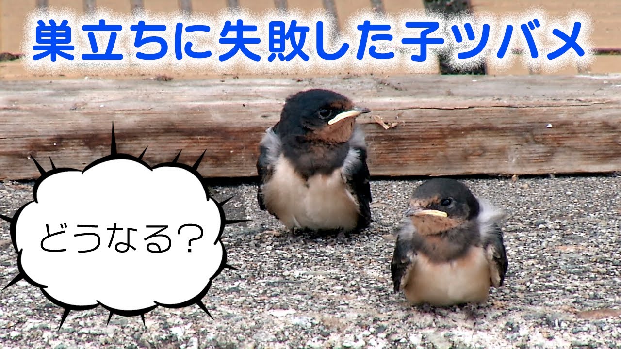 巣から落ちた２羽の子ツバメ