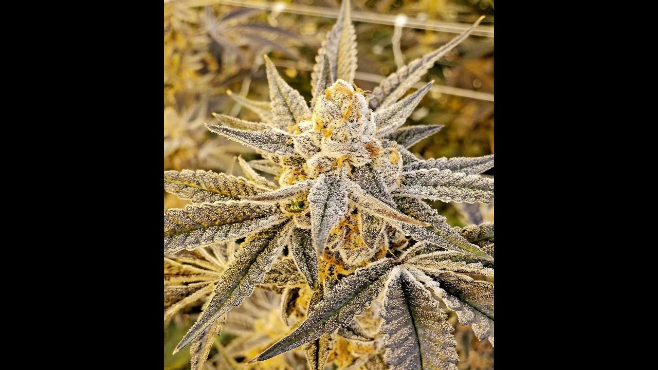 Top 5 Weed strains of 2019