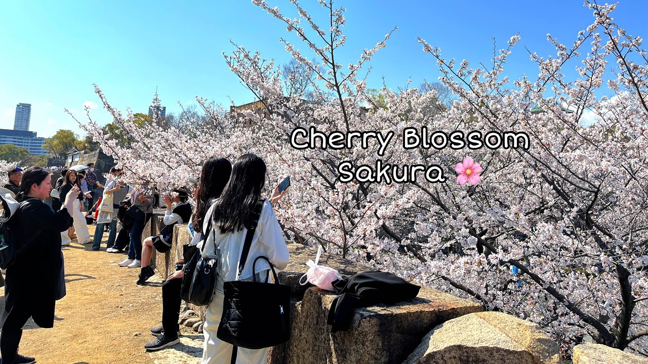 Spring In Osaka Castle Park, Cherry Blossom Hunting, Visiting Japan In April 2025🌸