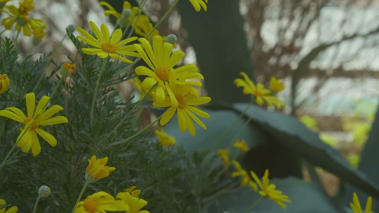 Panasonic DC-GH5s 4:2:2 10-bit VlogL 24fps | 16:9 | Lumix G 14-140mm ASPH Lens | Ansan Korea